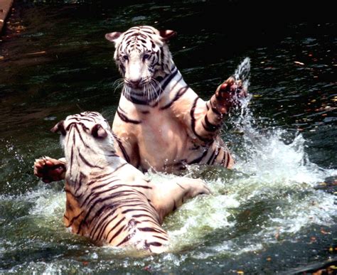 Hyderabad's Gland Pharma adopts 27 zoo animals at Rs 20 lakh