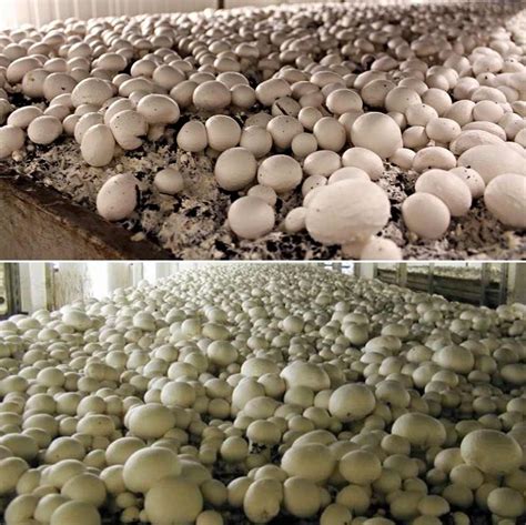 Growing Mushrooms in Greenhouse - A Full Guide | Gardening Tips