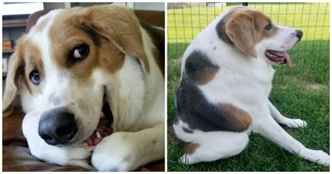 Dog Born With No Neck And A Butt On His Back Still Considered The ‘Happiest Dog Alive’