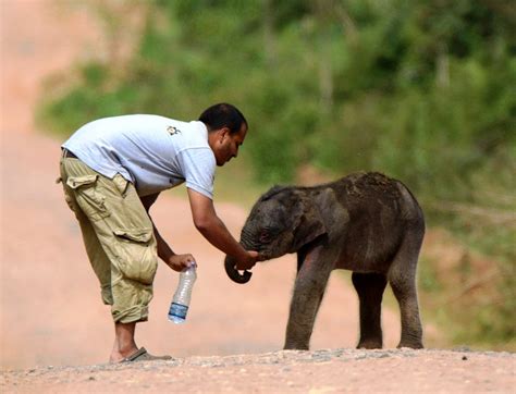 Help rescue wild animals and birds in India - GlobalGiving