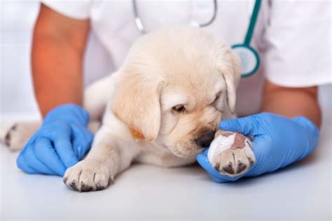 Dog Wound Care & Healing Stages