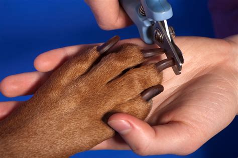 How To Clip Your Dog’s Nails Safely – SheKnows, 53% OFF
