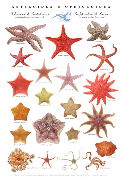 St. Lawrence sea star poster | Sea creatures art, Marine poster, Types ...