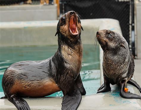 Marine Mammal Monday: Seal and Sea Lion Superstars | The Marine Mammal ...