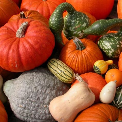 Vegetable: Pumpkin, Squash, and Gourds | Center for Agriculture, Food ...