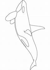 Printable Orca Coloring Pages sketch template