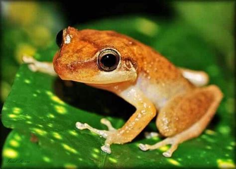 El Coqui de Puerto Rico | El Coqui & Cool looking Frogs | Pinterest