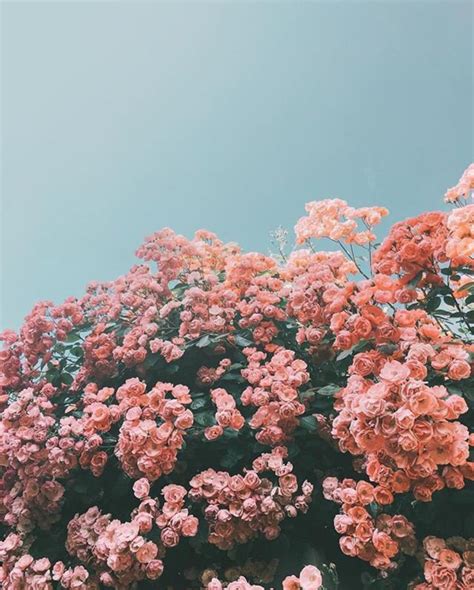 Pink Flowers Aesthetic Laptop Wallpaper