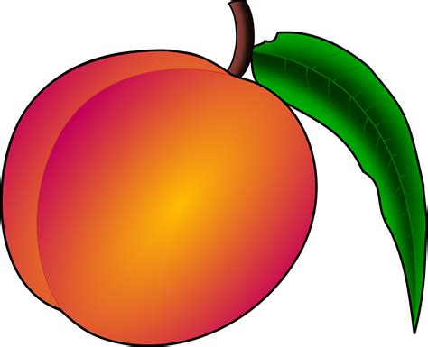 Pêssego Fruta Nectarina - Gráfico vetorial grátis no Pixabay - Pixabay