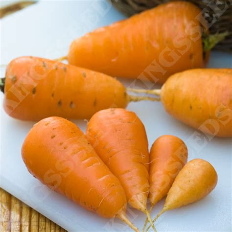 Carrot Oxheart – Kings Seeds Direct