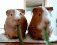 Laughing Hamster GIF - Laughing Hamster First - Discover & Share GIFs