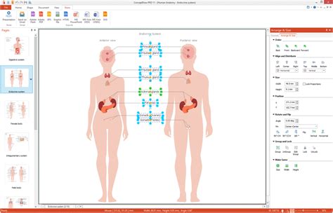 Human Anatomy pre-made vector objects can be used to design the most easily varied diagrams and ...