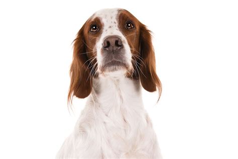 Irish Red and White Setter Dog Breed Information | Red and white setter ...