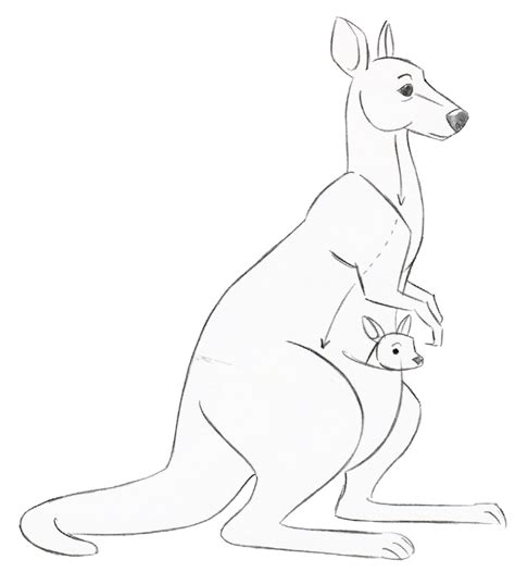 Simple Kangaroo Drawing at GetDrawings | Free download