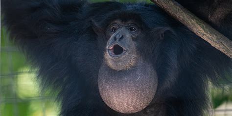 Siamang | Smithsonian's National Zoo and Conservation Biology Institute