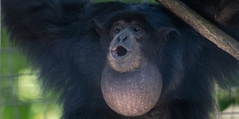 Siamang | Smithsonian's National Zoo and Conservation Biology Institute