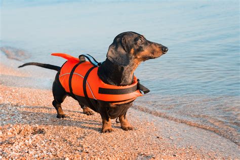 How To Get Your Dog To Wear A Life Jacket - Whole Dog Journal