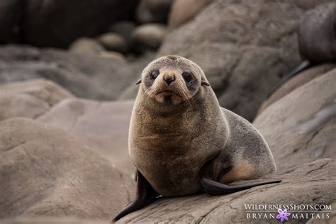 new zealand fur seal pup