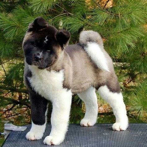 American Akita - Temperament, Lifespan, Shedding, Puppy