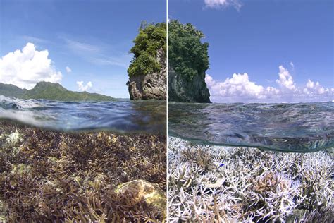 Massive bleaching event puts world’s coral reefs at risk