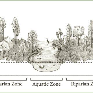 The plants found in riparian areas often have characteristics of both ...