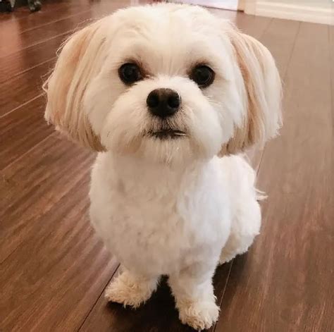 25 Maltipoo Haircuts to Make Your Puppy Even Cuter