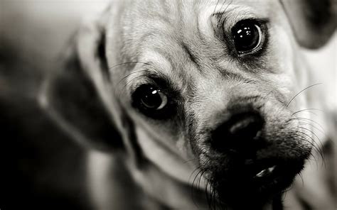 Sad Puppy Face 1080P, 2K, 4K, 5K HD wallpapers free download | Wallpaper Flare