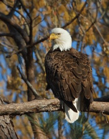 Article: Nesting Eagle Struck and Killed by Plane, Eaglets Rescued ...