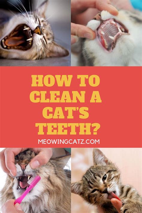 How to Clean a Cat’s Teeth ? cat tips | Cat care, Cat training, Cats