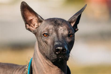 Mexican Hairless Dog Xoloitzcuintli or Xolo Stock Photo - Image of ...