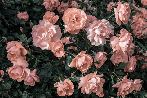 Pastel pink roses growing in the garden in soft light Drawing by Julien ...