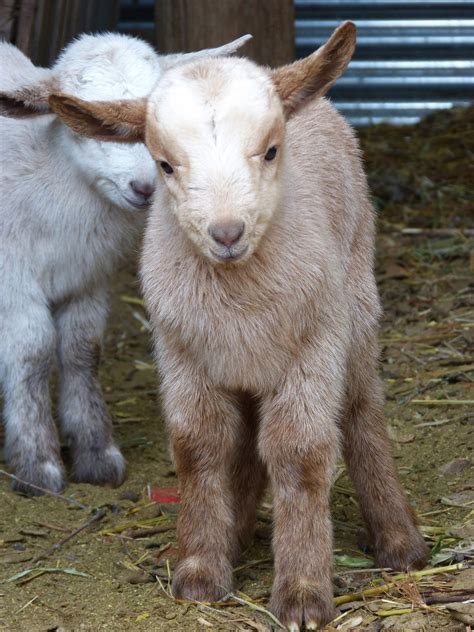 Free Images : kid, pasture, sheep, mammal, fauna, goats, newborn, vertebrate, sheeps, breeding ...