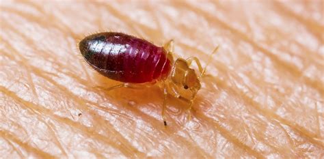 Can Bed Bugs Live Outside? — Thrive Pest Control