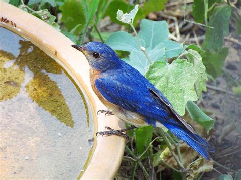 Bluebird of Happiness Photograph by Shannon Story - Fine Art America