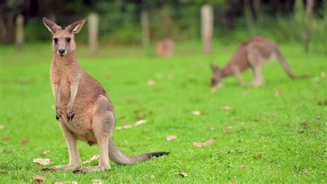 Red Kangaroo image - Free stock photo - Public Domain photo - CC0 Images