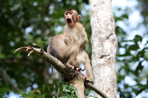 Photo of Turtle 'Flipping the Bird' Wins Comedy Wildlife Photography Awards | PetaPixel