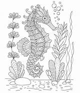 Coloring Book Seahorse Stock Illustrations – 760  sketch template