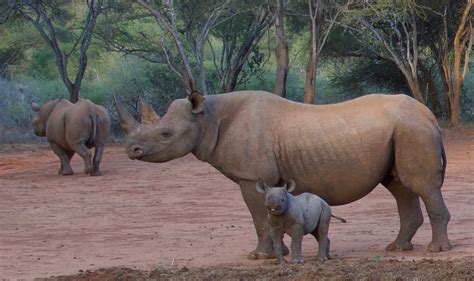 Eastern Black Rhino sanctuary stays safe with Smart Parks - Smart Parks