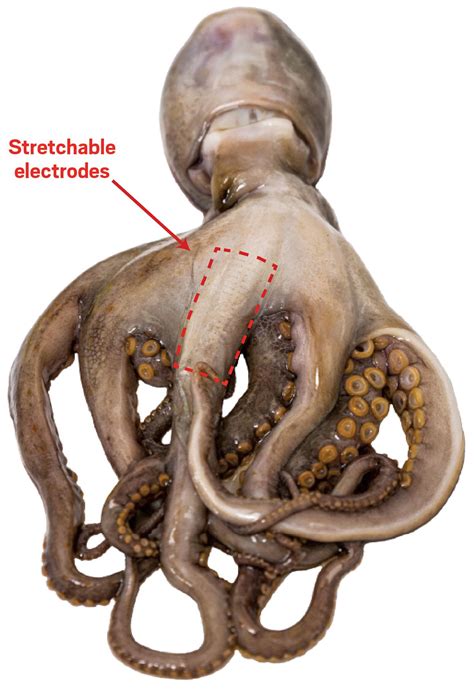 Octopus Ink: Exploring its Toxic Secrets