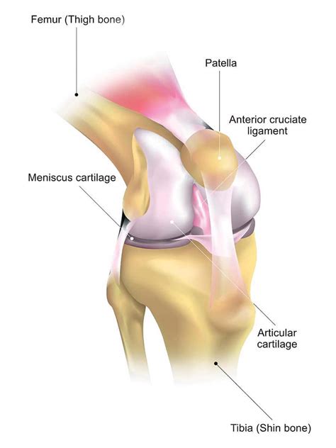 Articular Capsule Knee