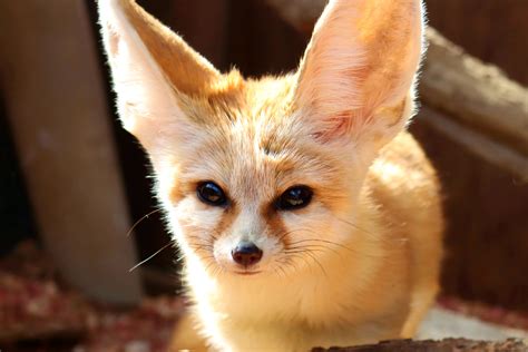 Are Fennec Foxes Endangered 2024 - Bride Adelina