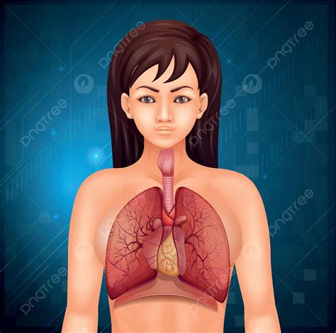 Sistema Respiratorio Humano Bronquios Humanos Aislado Vector PNG , Humano, Bronquios, Aislado ...