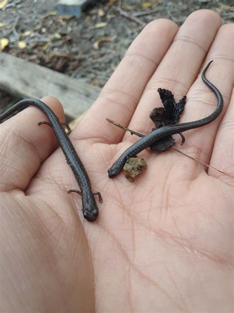 California Slender Salamanders : r/Amphibians