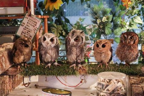 Cute Owlet Photos at an Owl Cafe in Tokyo Japan - Dangerous Intersection