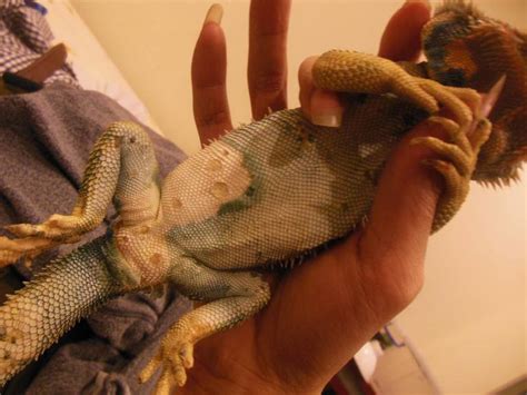 Bearded Dragon Scale Rot: Signs, Causes, Treatment & Prevention