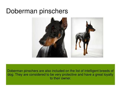 PPT - Top 10 Most Dangerous Dogs PowerPoint Presentation, free download - ID:7252918