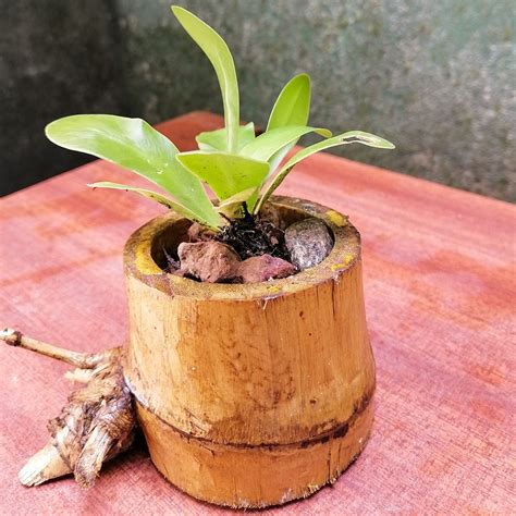 Bamboo Pot Bamboo Planter Pot Bamboo Vase Bamboo Mini Pot - Etsy