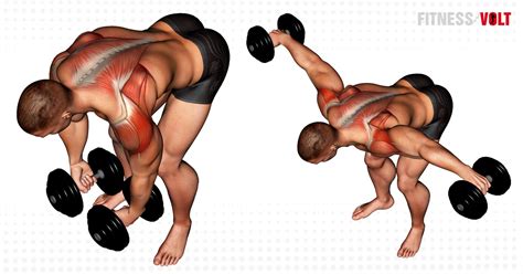 Dumbbell Rear Lateral Raise: Target Deltoids & Upper Back – Fitness Volt