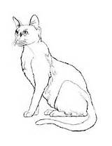 Bombay Cat coloring Page  Free Printable Coloring Pages sketch template
