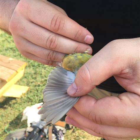 Bird Banding Demo with Birds of Urban Baltimore(1 of 2) – Natural History Society of Maryland